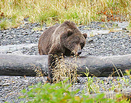 Alaska Brown Bear