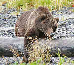 Brown Bear