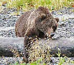 Alaska Bear