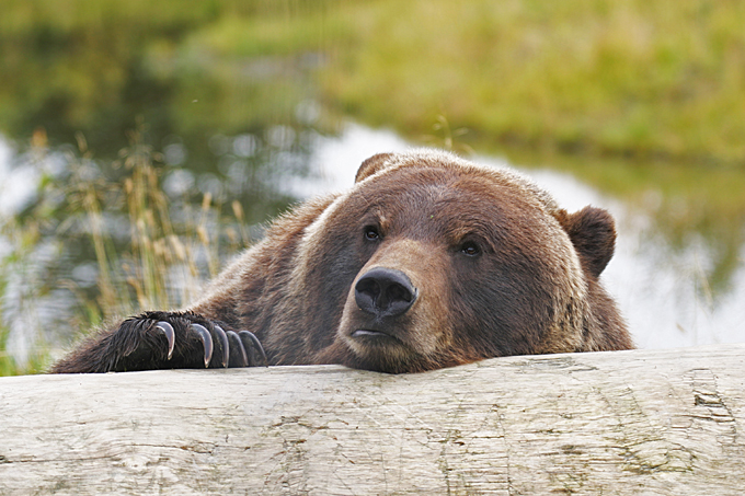 Resting Bear