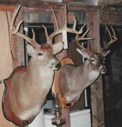 2 - 9 Point Illinois Bucks