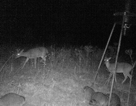 Deer and Raccoons