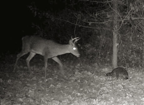 Buck and Raccoon