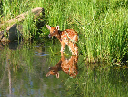 Fawn