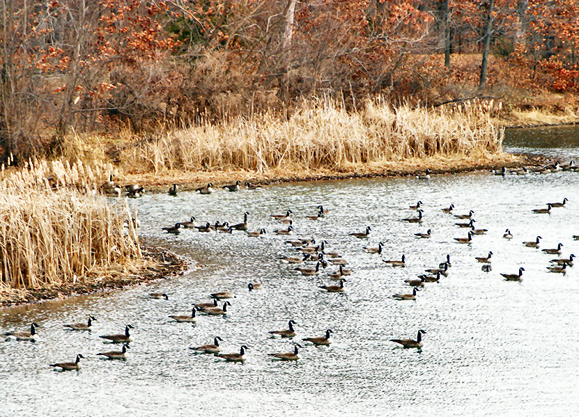 Geese On Lake