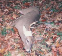 6 Point Buck