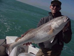 Huge Redfish