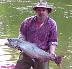 Chinook Salmon