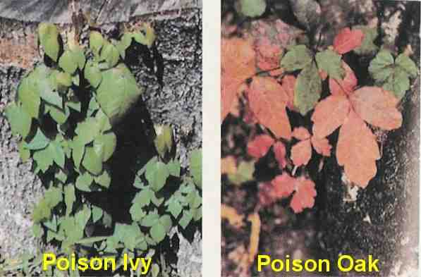 poison ivy plant fall. poison ivy plant fall. poison