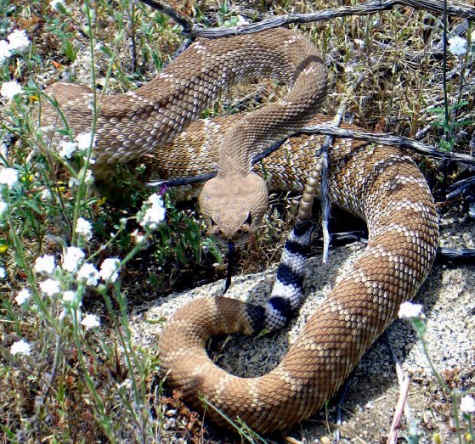 Rattlesnake