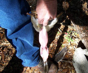 Skin a Squirrel- Step 4