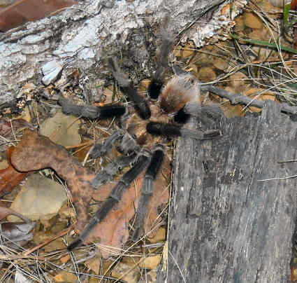 Tarantula!