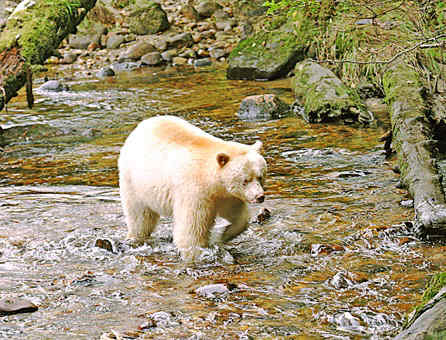 Spirit Bear