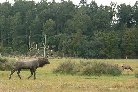 New Zealand Deer