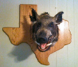 Texas Plaque Texas Plaque