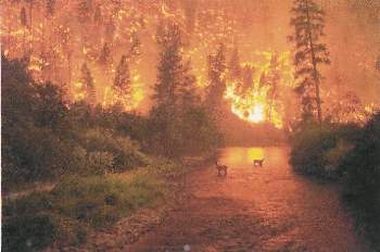 Forest Fire