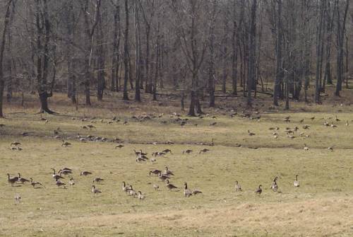 Canada Geese