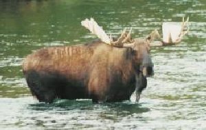 Alaskan Moose